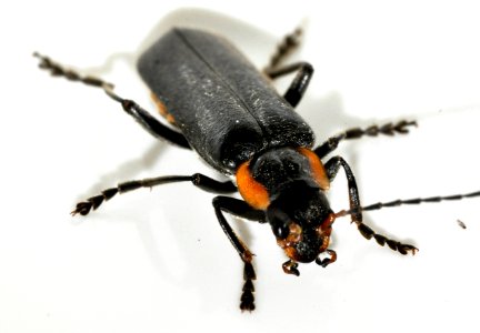 Cantharis-obscura-12-fws