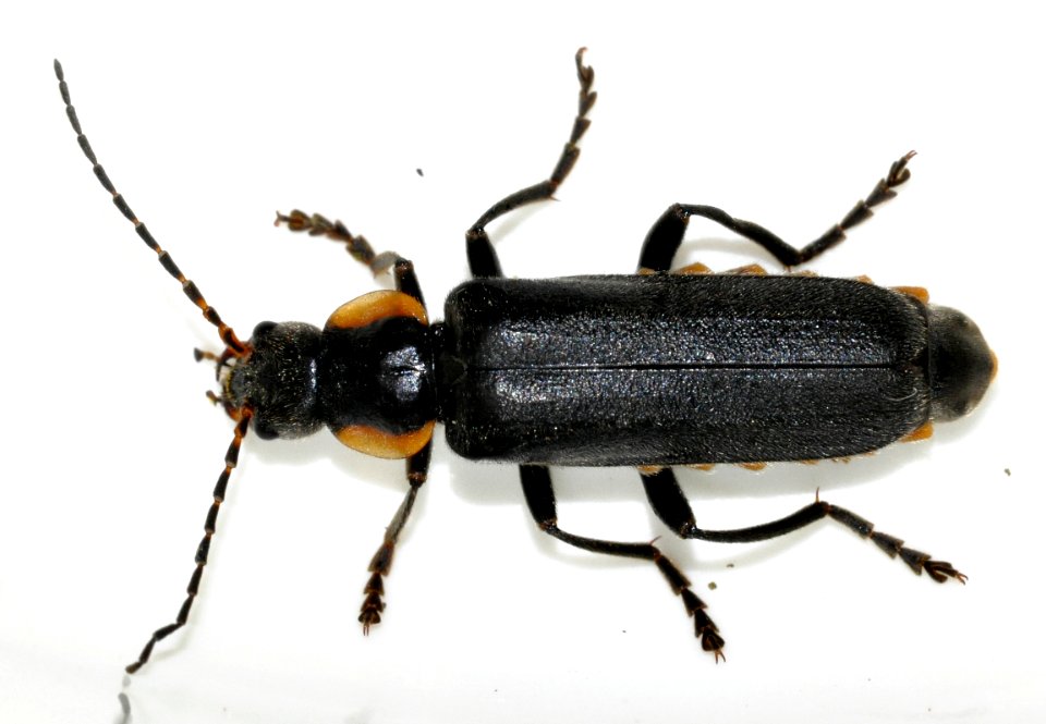 Cantharis-paradoxa-02-fws