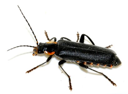 Cantharis-obscura-07-fws
