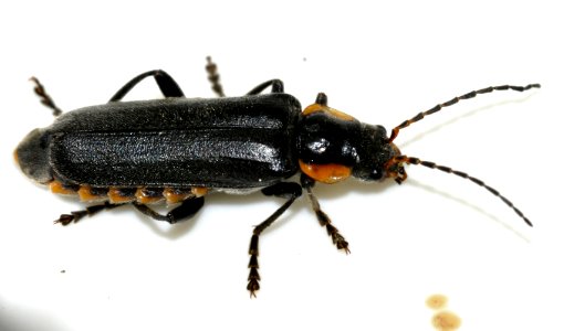 Cantharis-paradoxa-07-fws