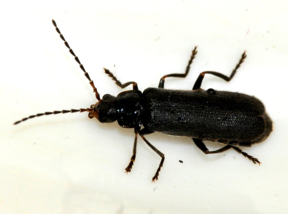 Cantharis-paludosa-01-fws