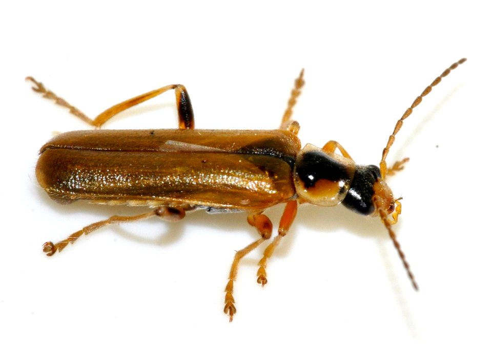 Cantharis-decipiens-07-fws