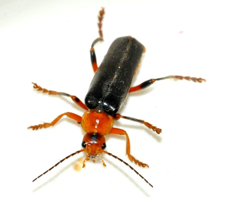 Cantharis-livida-12-fws