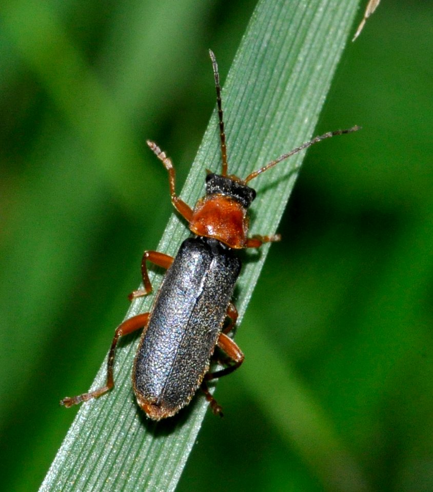 Cantharis-lateralis-01-fws