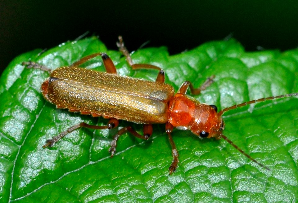 Cantharis-cryptica-01-fws