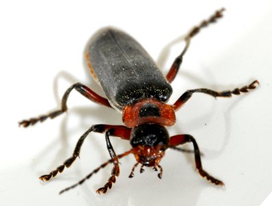 Cantharis-rustica-11-fws