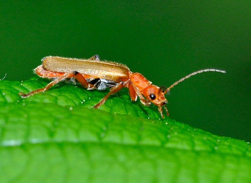 Cantharis-cryptica-02-fws