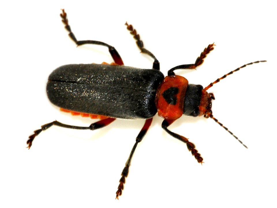 Cantharis-rustica-04-fws