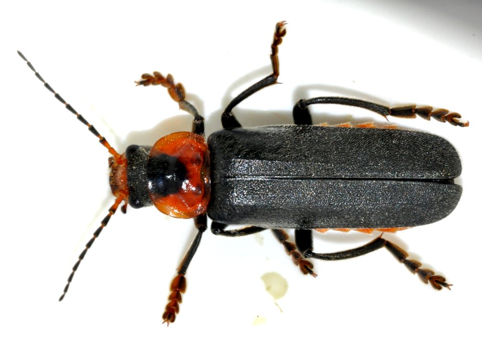 Cantharis-fusca-08-fws