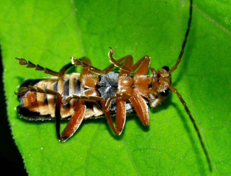Cantharis-nigricans-02-fws