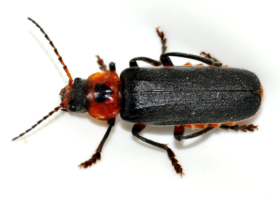 Cantharis-rustica-06-fws