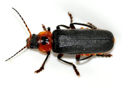 Cantharis-rustica-06-fws