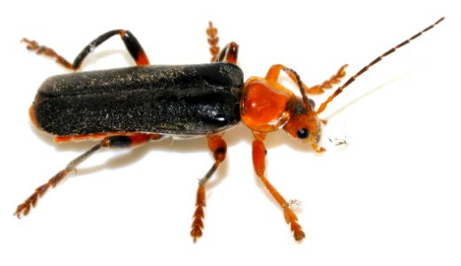Cantharis-livida-08-fws