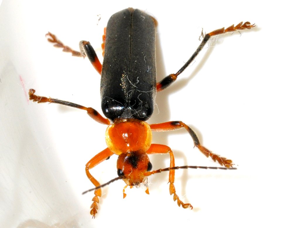 Cantharis-livida-13-fws