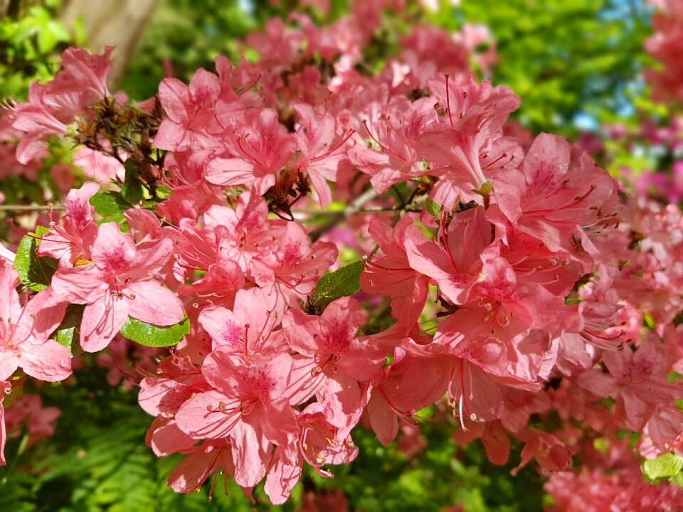 Azalea rhododendron spring