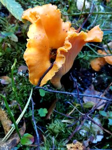 Cantharellus cibarius 95990053