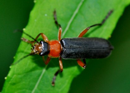 Cantharis-pellucida-10-fws