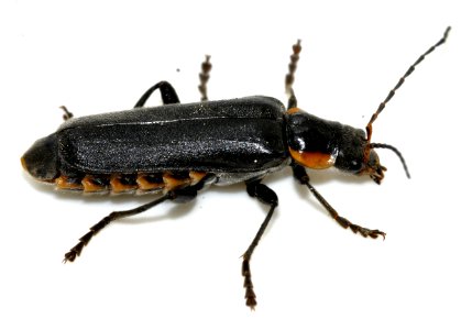 Cantharis-paradoxa-09-fws
