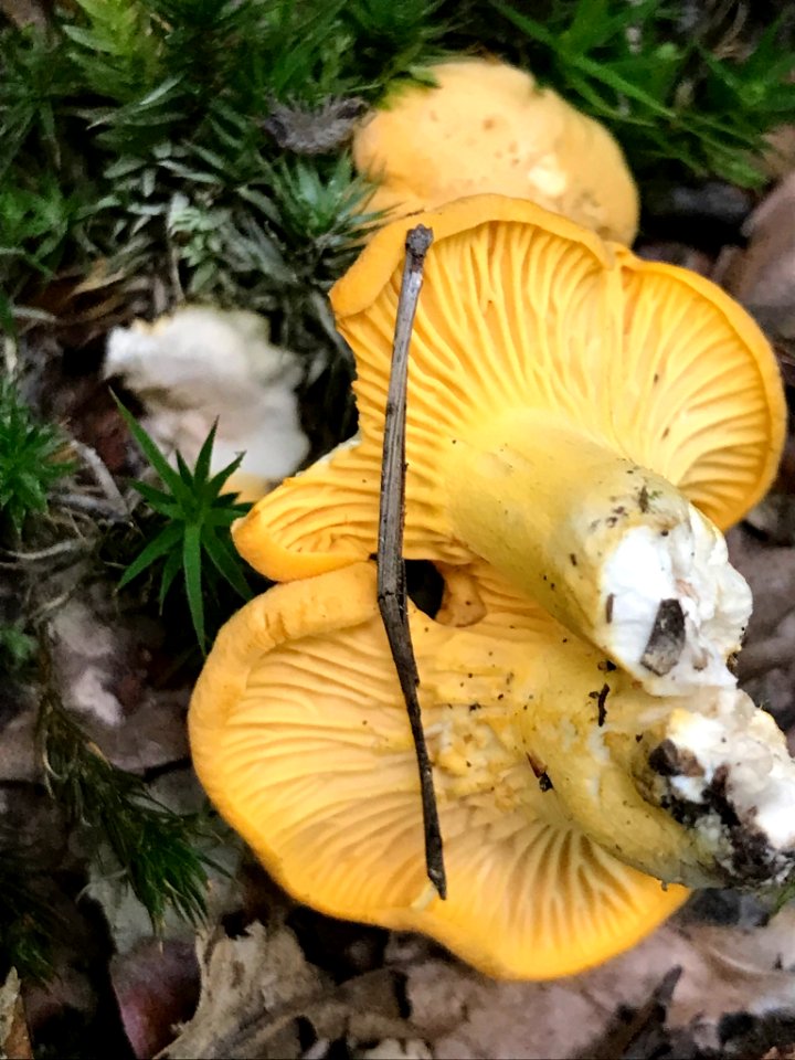Cantharellus cibarius 135261122