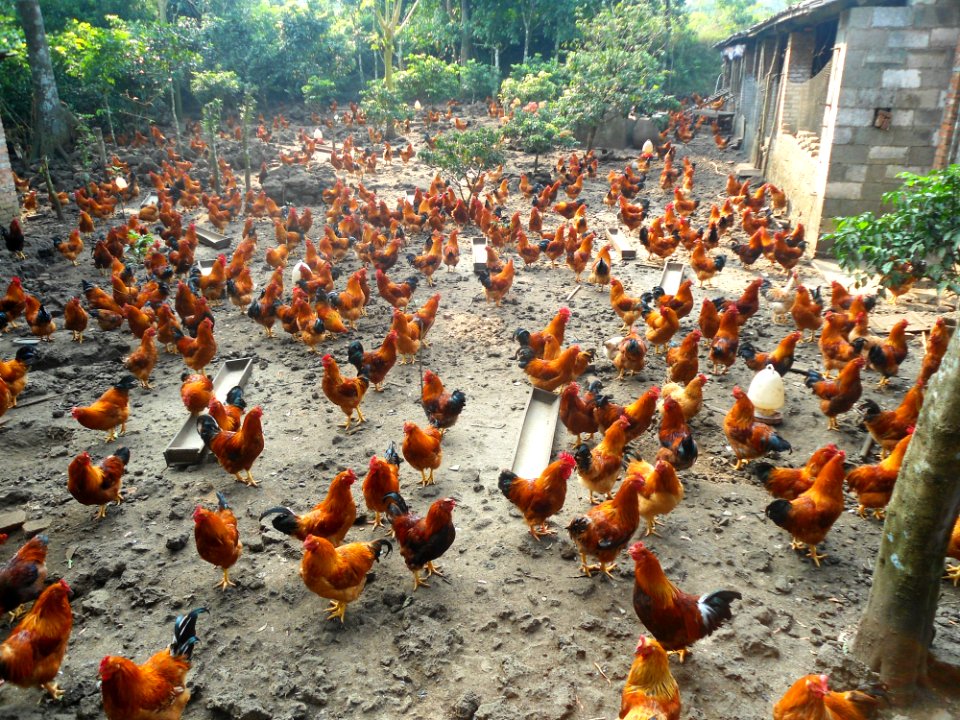 Capons in Hainan - 01