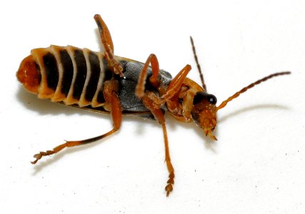 Cantharis-lateralis-15-fws