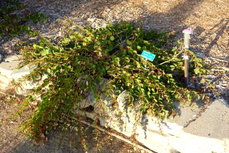 Capparis spinosa - San Luis Obispo Botanical Garden - DSC06008