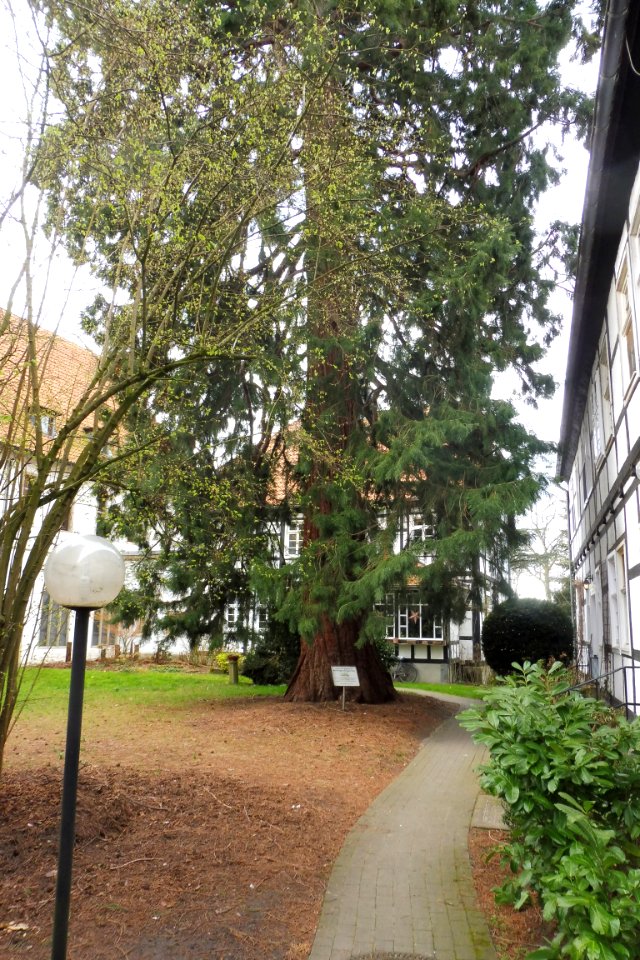 Cappel - Mammutbaum - 2