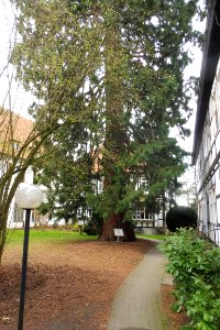 Cappel - Mammutbaum - 2