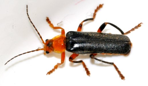Cantharis-livida-06-fws
