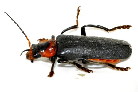 Cantharis-fusca-07-fws