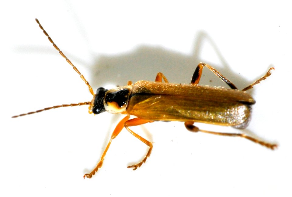 Cantharis-decipiens-02-fws