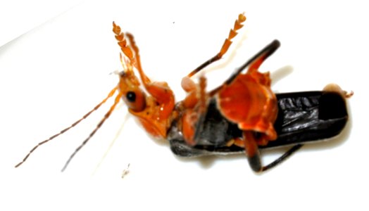 Cantharis-livida-10-fws