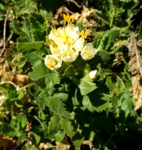 Cantua quercifolia 2