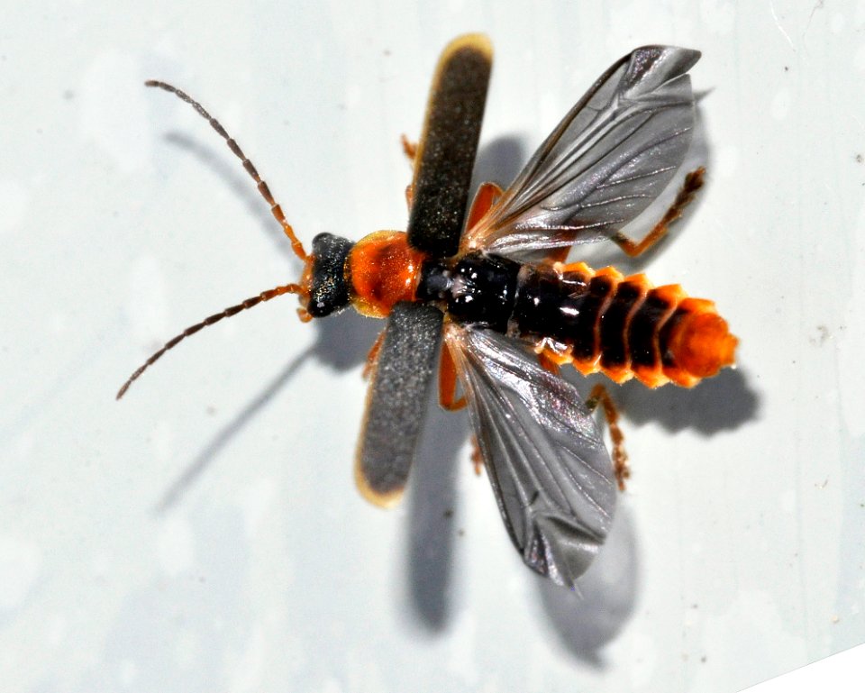 Cantharis-lateralis-06-fws