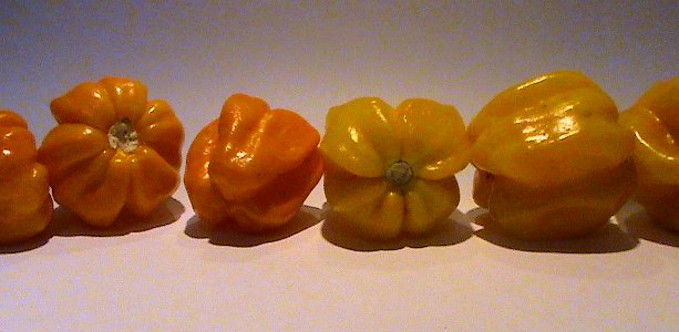 Capsicum chinense - Hainan Yellow Lantern Chili - 01