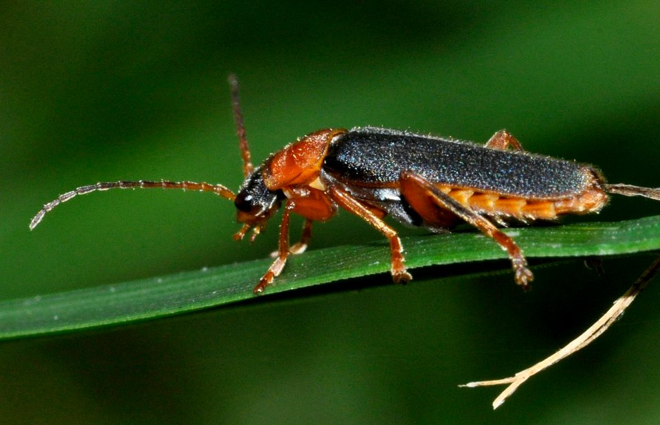 Cantharis-lateralis-03-fws