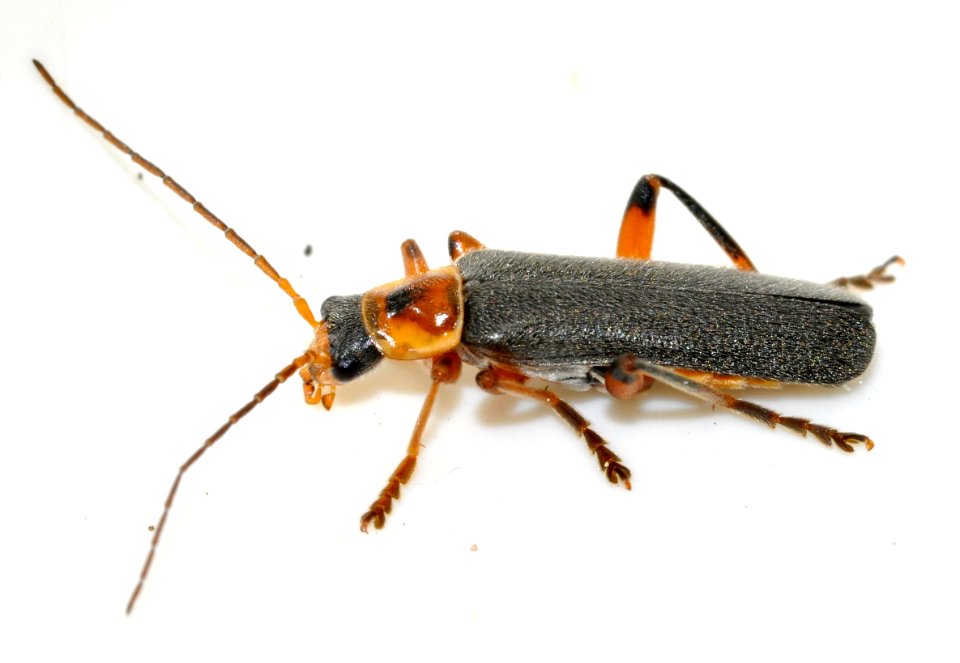 Cantharis-nigricans-06-fws