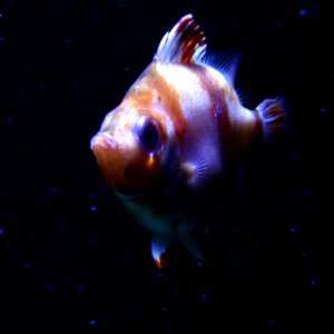 Capros aper Scheveningen Sea Life 15022016 3