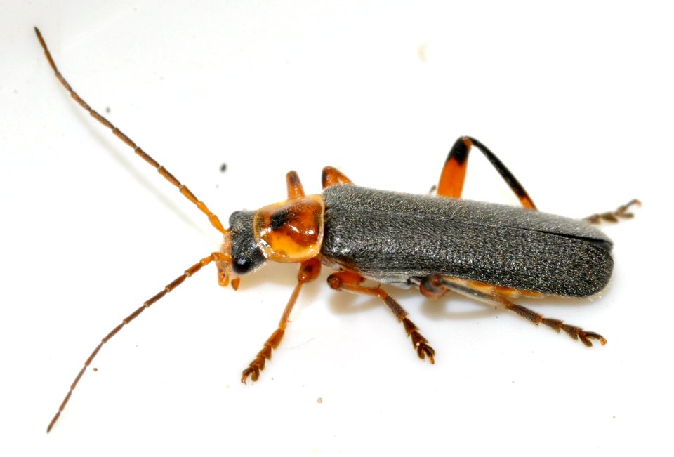 Cantharis-nigricans-05-fws