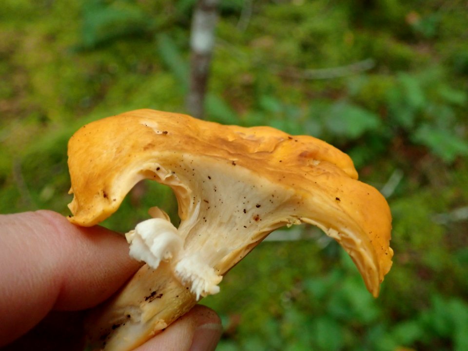 Cantharellus cibarius 102451882