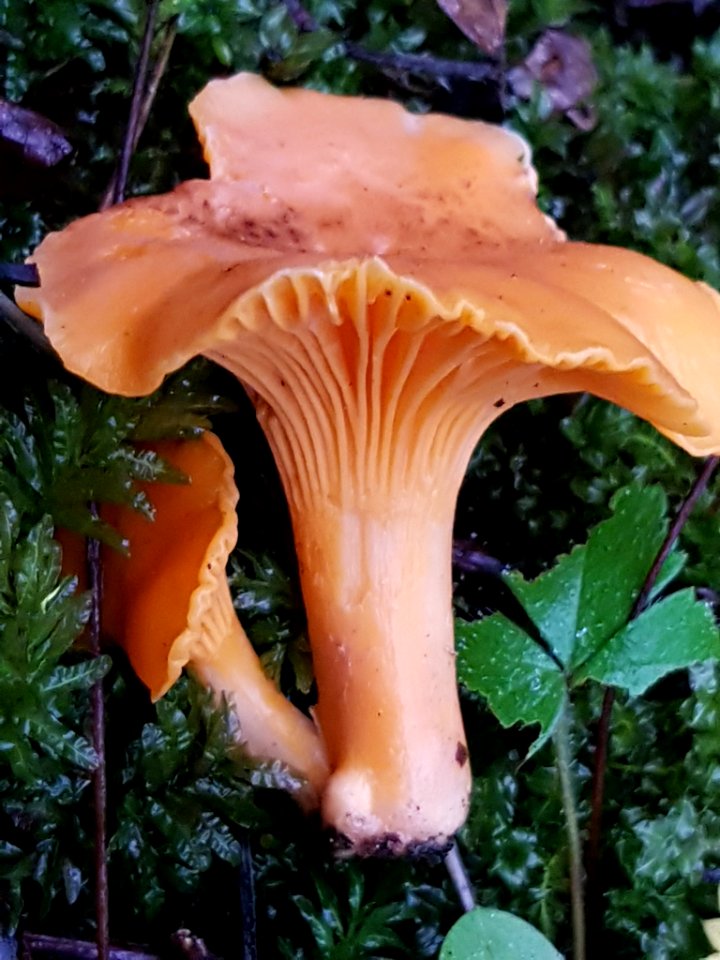 Cantharellus cibarius 55979173