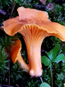 Cantharellus cibarius 55979173