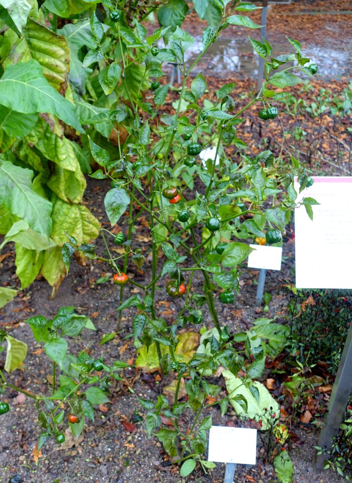 Capsicum baccatum - Botanischer Garten - Heidelberg, Germany - DSC00836