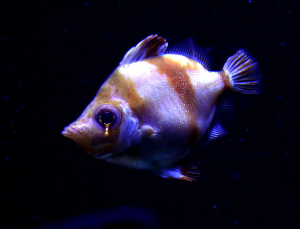 Capros aper Scheveningen Sea Life 15022016 1