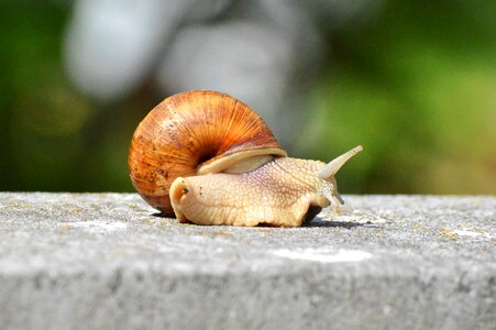 Animal slowly reptile