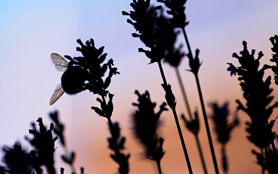 Lavender evening violet