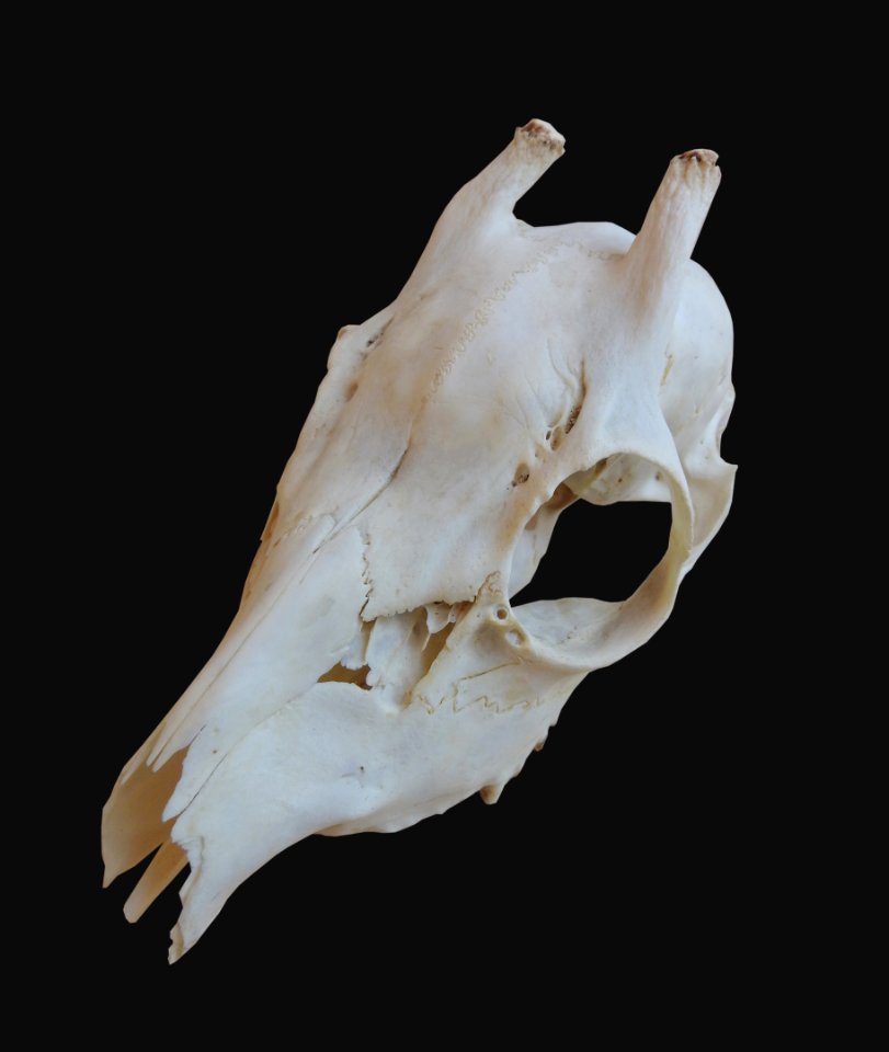 Capreolus capreolus - cranium
