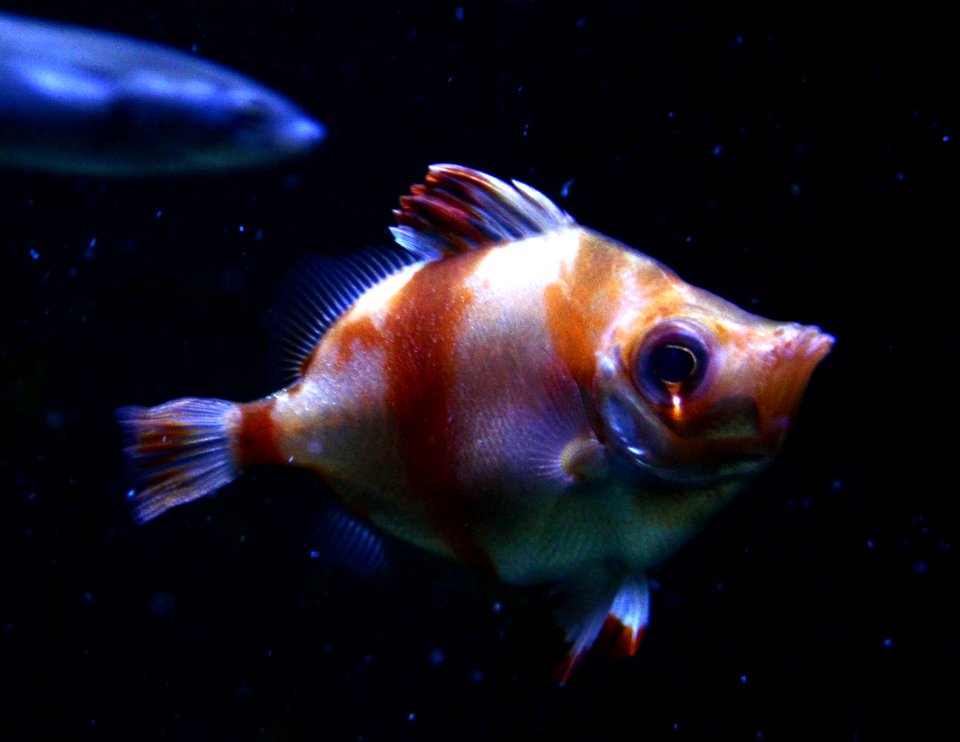 Capros aper Scheveningen Sea Life 15022016 2