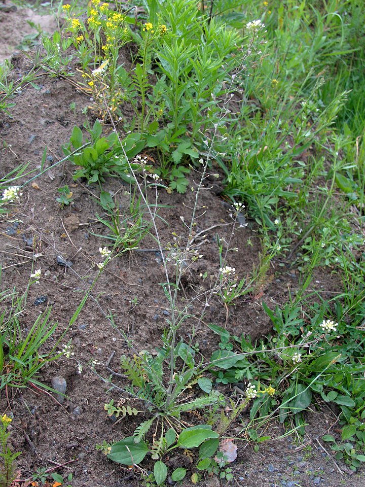 Capsella bursa-pastoris Oulu, Finland 09.06.2013