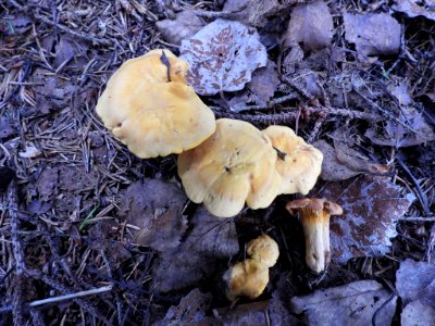 Cantharellus cibarius 85451485